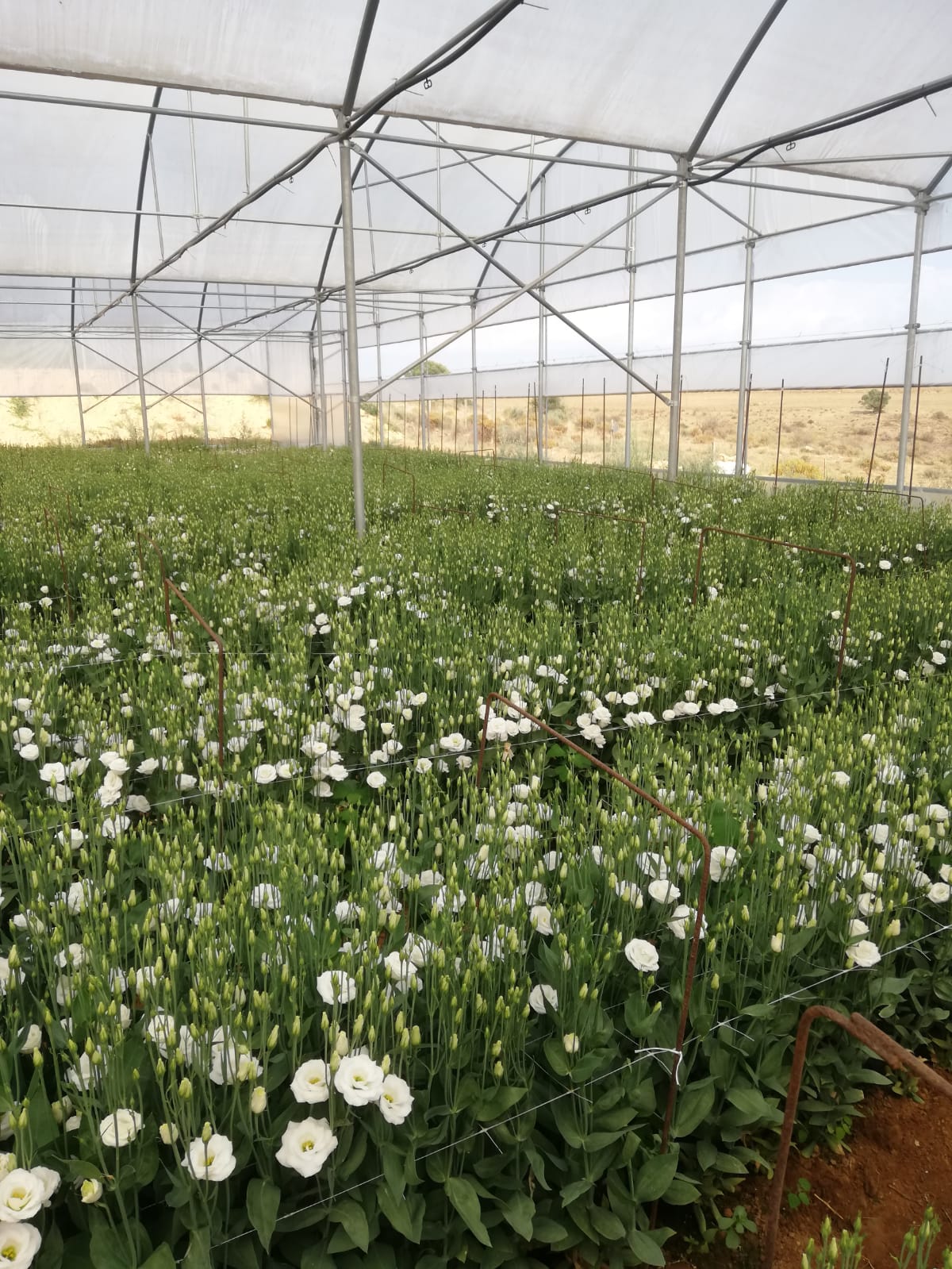 Lisiantus - immagine 2