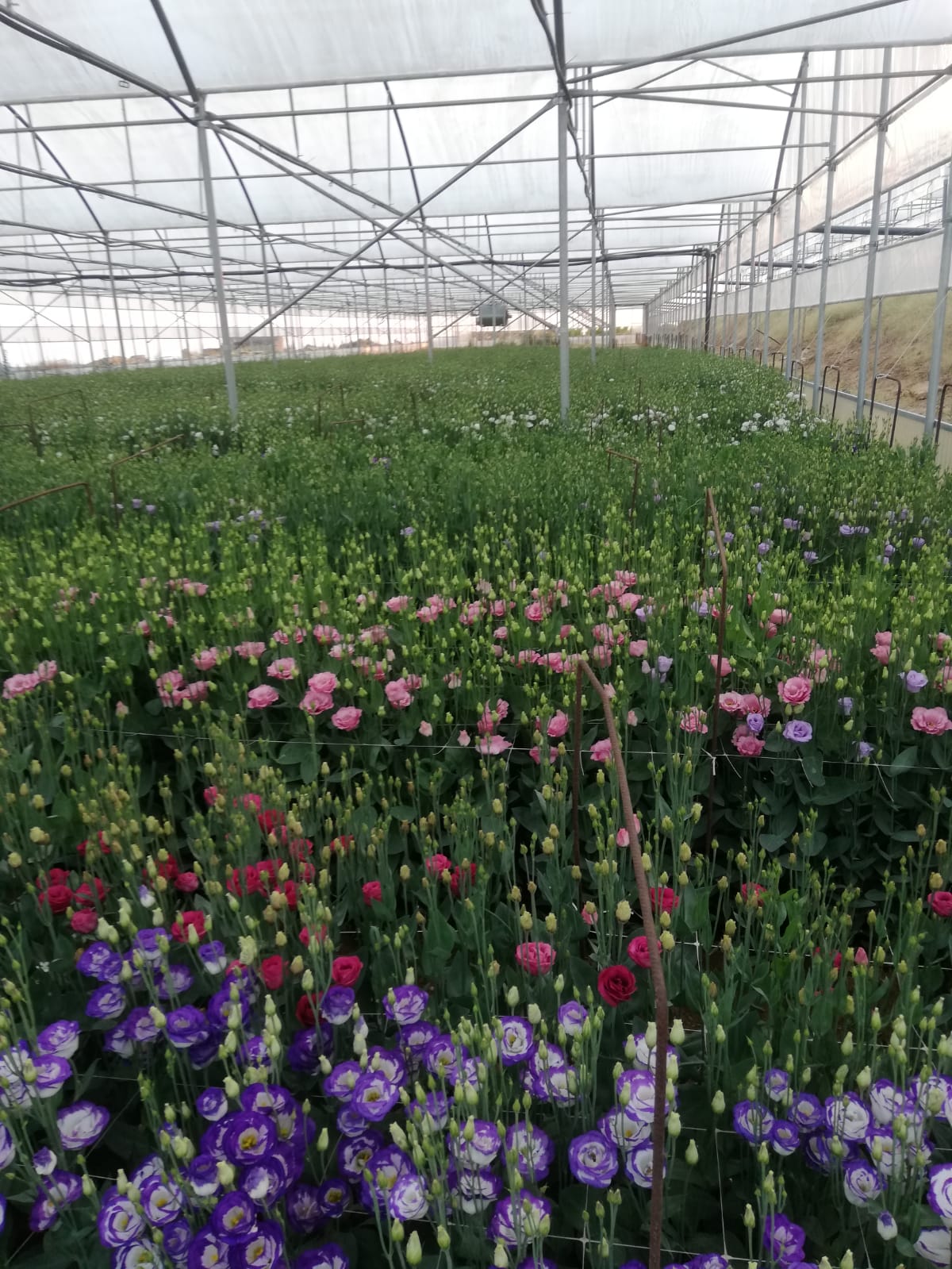 Lisiantus - immagine 3