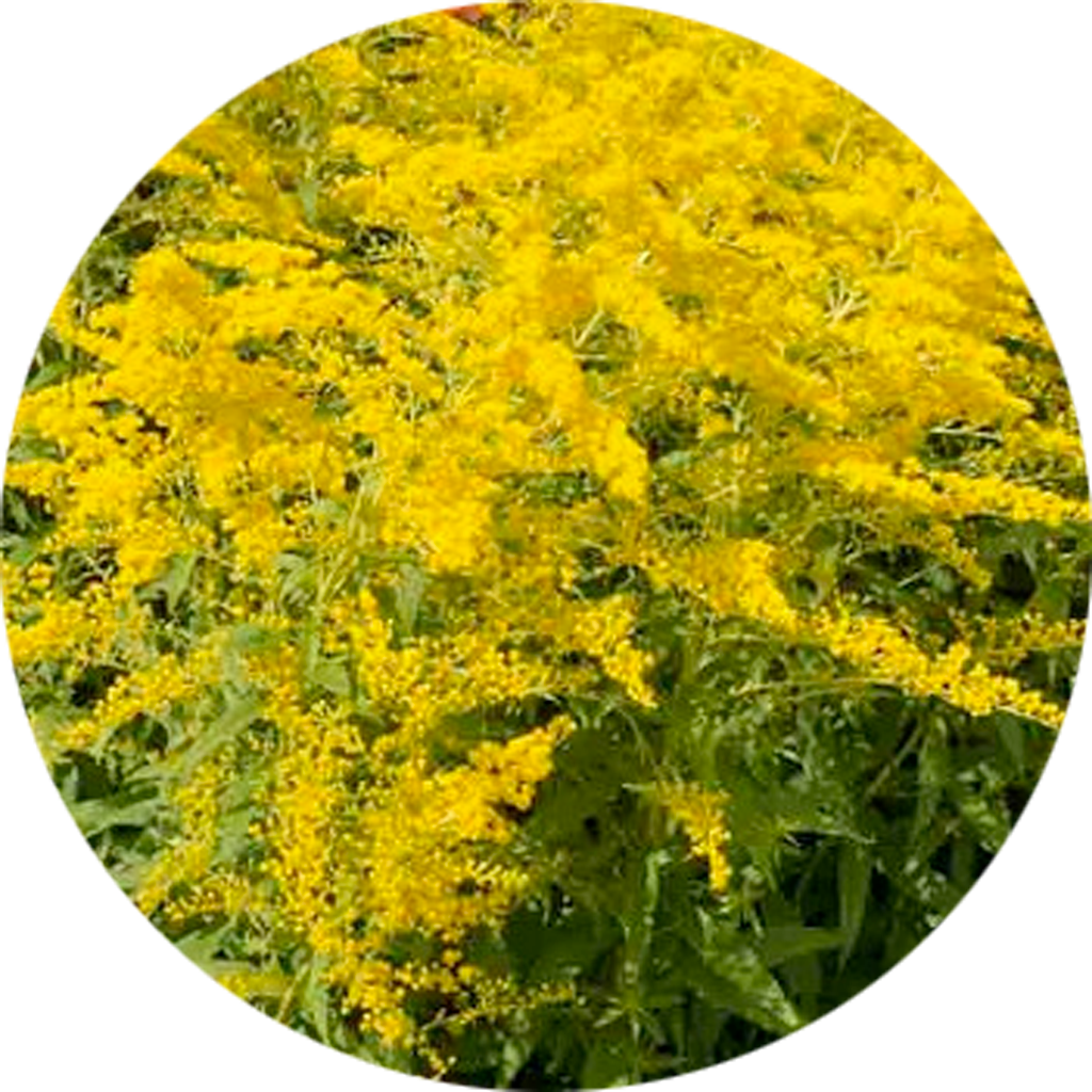 Solidago